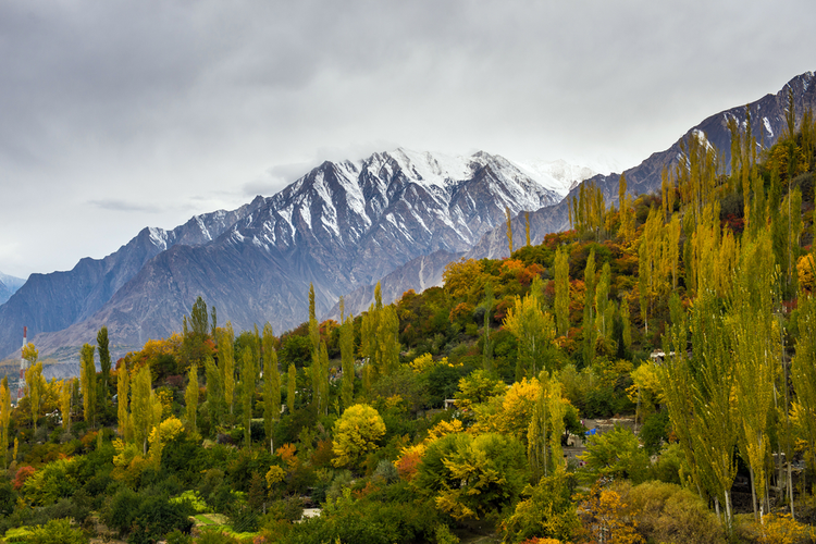 Hindu Kush mountain range - Landrace strains