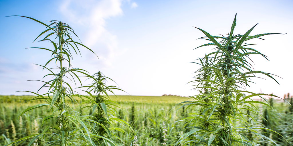 Landrace Strains