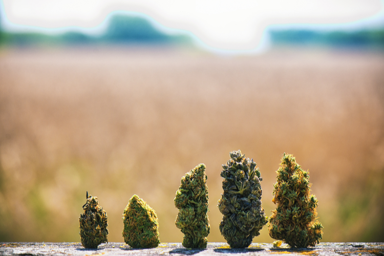 Different strains - Cannabis for pain relief