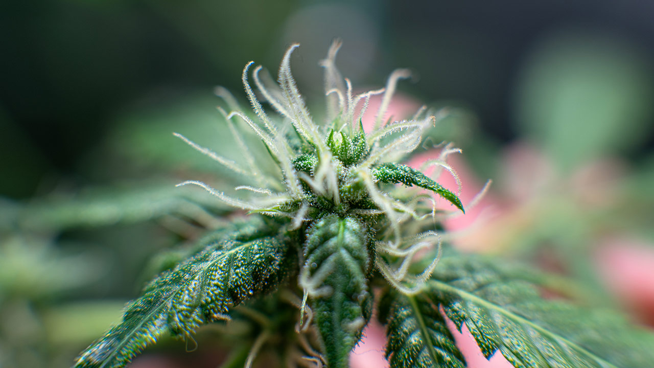 Pre Ground Cannabis Flower